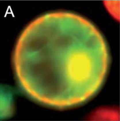 Microscopia confocale Microscopio a fluorescenza