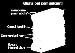 L accoppiamento del connessone di una cellula con il connessone della cellula adiacente consente di costituire un canale idrofilo a ponte tra le due cellule che permette gli scambi di metaboliti