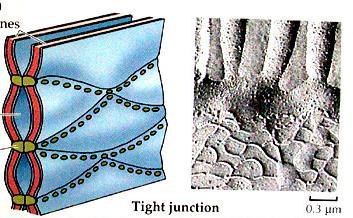 La tenuta delle giunzioni tight consente di distinguere epiteli leaky ed epiteli tight La distinzione tra epiteli leaky ed epiteli tight dipende dalle caratteristiche del complesso delle giunzioni