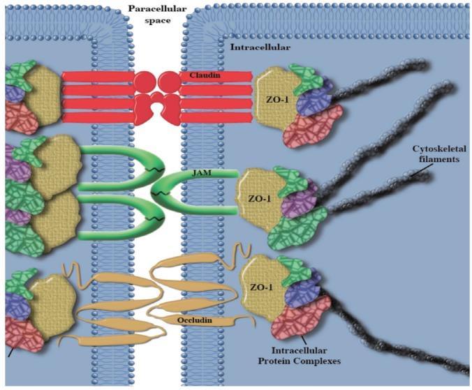 Tight junctions Occludina, claudina e JAM sporgono sulla faccia esterna delle membrane e sono tra loro unite da legami non covalenti.