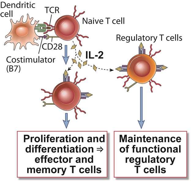 Biologic Actions of IL-2 Fig.