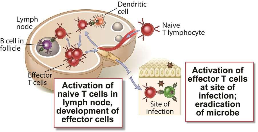 L attivazione dei linfociti naïve ed effettori avviene in tessuti diversi