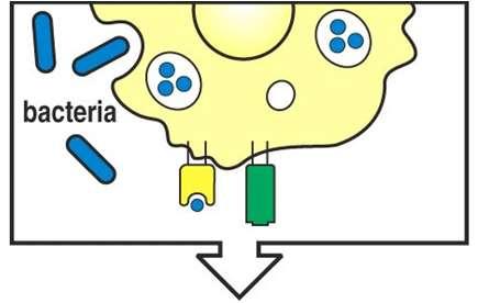 pathogen-associated molecular pattern Batteri Figure 8-16 part i