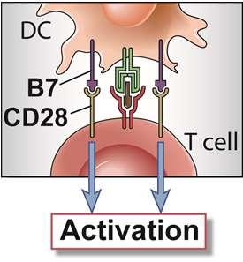 Effetti terapeutici del blocco di CD28 blocco