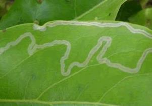 Minatrice serpentina (Phyllocnistis citrella) Interventi ammessi solo su piante giovani (fino a 4 anni di età) e reinnesti nelle Linee Guida Regionali In