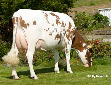 NORWEGIAN RED NORWEGIAN RED EGGTROEN GOPOLLEN NR 79 EGGTROEN NATO: