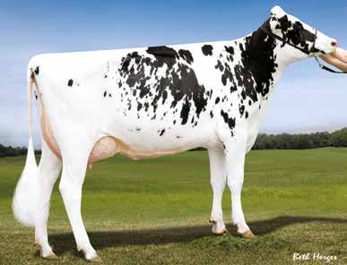 HOLSTEIN HOLSTEIN Holstein RMW ARMITAGE La genetica Holstein ha un ruolo fondamentale in HYVIG.I tori Holstein di ABS hanno caratteristiche uniche che li rendono la scelta numero uno.