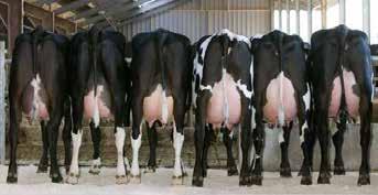 HYVIG _ semplicemente DI PIÙ. Creare una mandria HYVIG Il crossbreeding riguarda il miglioramento delle performance di tutta la tua mandria piuttosto che quello delle vacche a livello individuale.