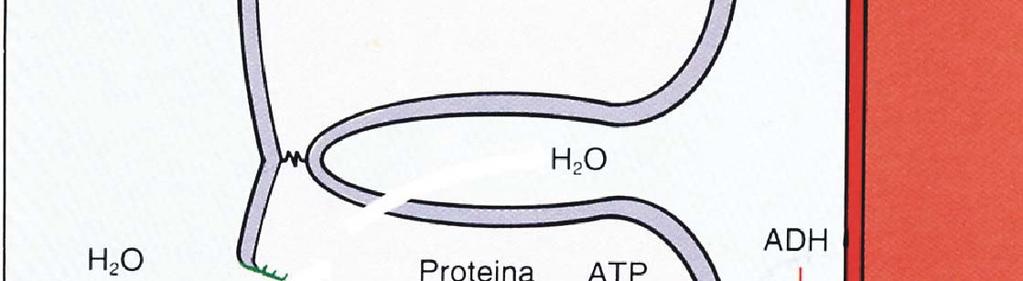 ORMONE ANTIDIURETICO (ADH) O VASOPRESSINA Peptide di 9 aa Secreto nel