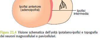 tessuto diverso ADENOIPOFISI o ipofisi anteriore o ghiandolare