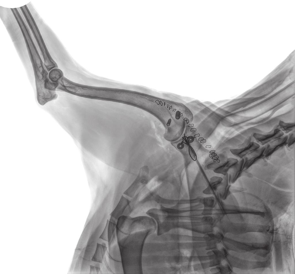 I MODULO - PATOLOGIE ARTICOLARI TRAUMATICHE: Dalla diagnosi al trattamento chirurgico 17 APRILE 2018 08.00-08.45 08.45-09.00 09.00-09.