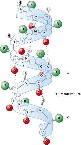 Struttura secondaria Determinata da legame a idrogeno fra l ossigeno del legame peptidico e l idrogeno del gruppo ammidico di un altro legame peptidico.