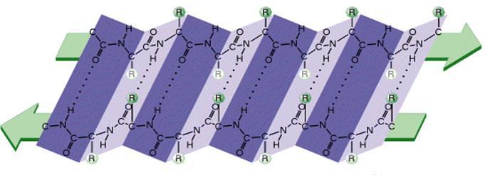 β-foglietto (o foglietto β) Struttura ripiegata, formata da 2 o più catene polipeptidiche (filamenti) quasi completamente distese.