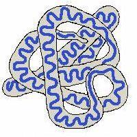 Struttura terziaria Struttura terziaria conformazione tridimensionale, avvolta, di una proteina: la struttura primaria di una catena polipeptidica determina la sua struttura