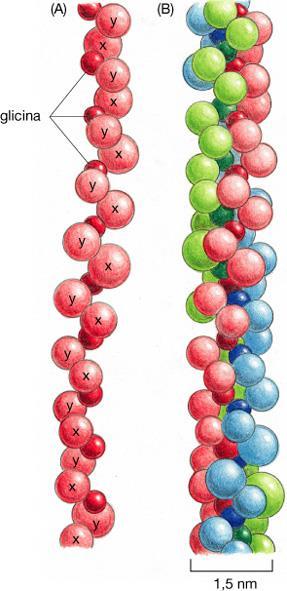 Proteine fibrose: COLLAGENI sono le proteine più abbondanti nei mammiferi: 25% della massa proteica totale Proteine fibrose presenti in tutti gli animali