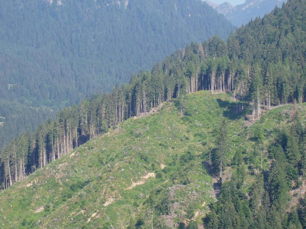 I popolamenti coetanei sono sistemi forestali molto semplificati, in genere monospecifici, formati da alberi di età e dimensioni molto simili, con