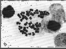 La microscopia ha risolto anche altri problemi riguardanti i cromosomi: numero,