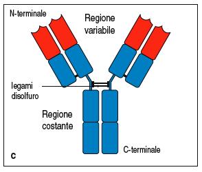 Caratteristiche delle regioni costanti Ogni molecola anticorpale contiene due tipi di regioni costanti (C): - Regioni C H catene pesanti - Regioni C L catene leggere Le regioni C