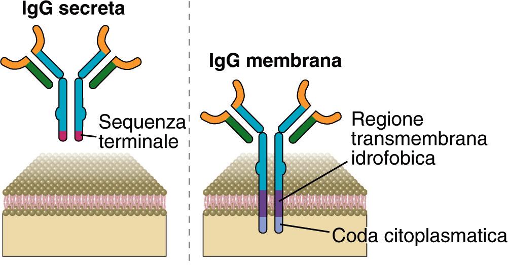 Forme secrete e di membrana La regione aminoacidica dell ultima regione C H determina se l anticorpo è solubile o legato alla membrana citoplasmatica.