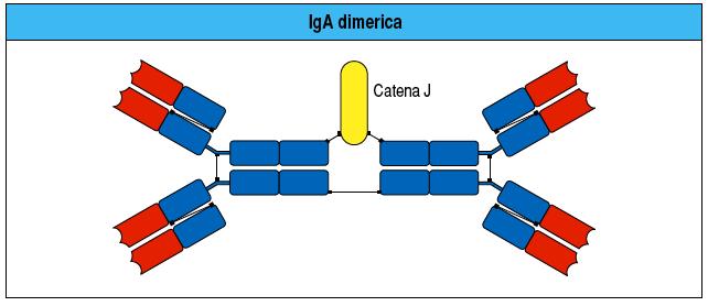 Immunoglobuline A (IgA) Catene pesanti α (alfa). Forme secrete: monomero, dimero, trimero.