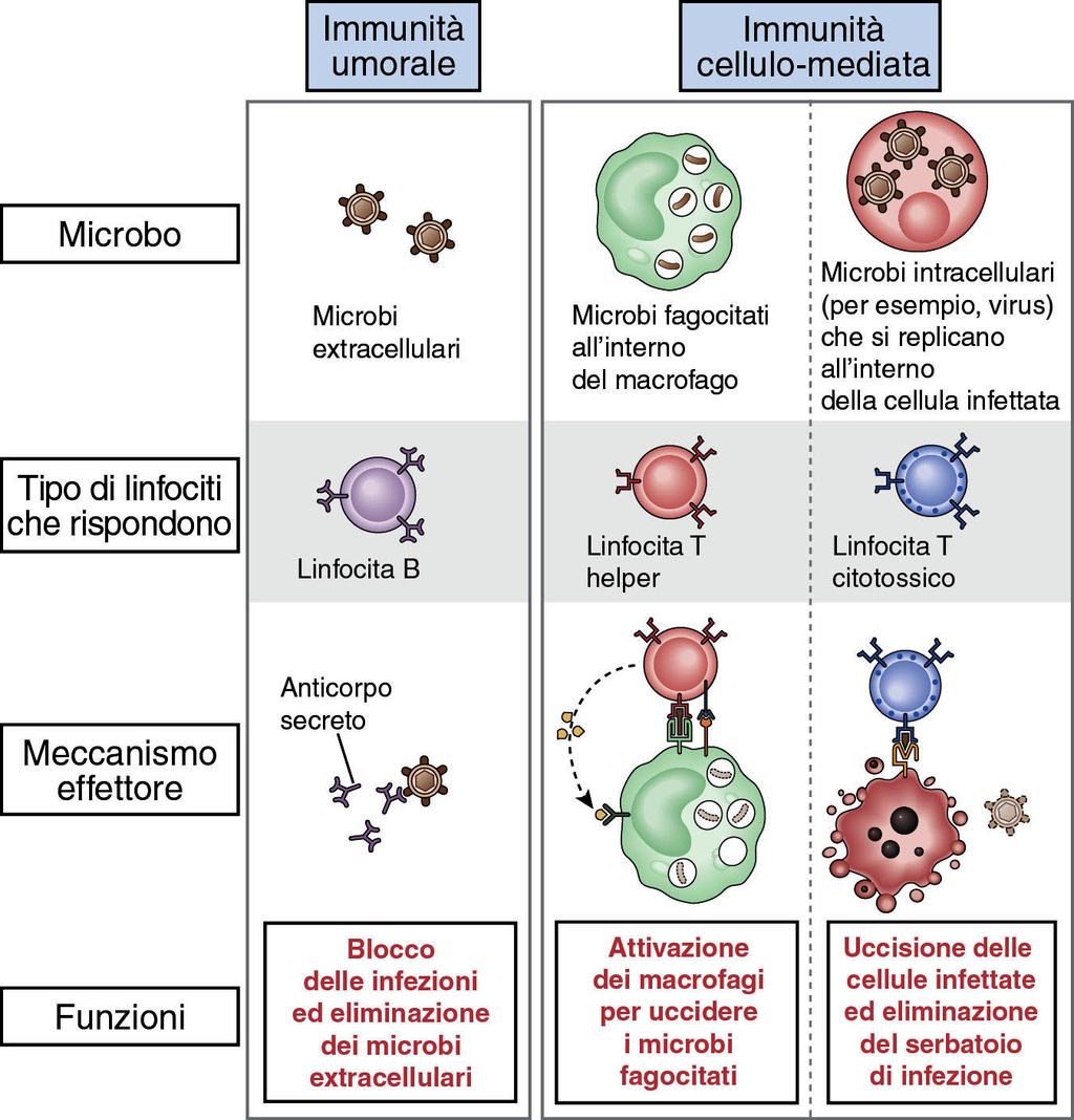 Le due vie dell immunità adattativa Microbi extracellulari: immunità