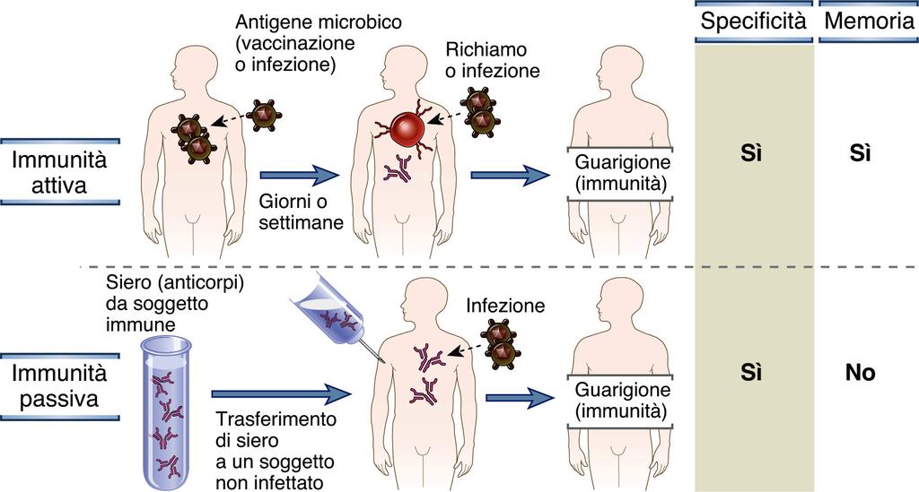 Immunità Attiva e Passiva Esposizione ad un antigene Risposta immunitaria Immunità Attiva Trasferimento