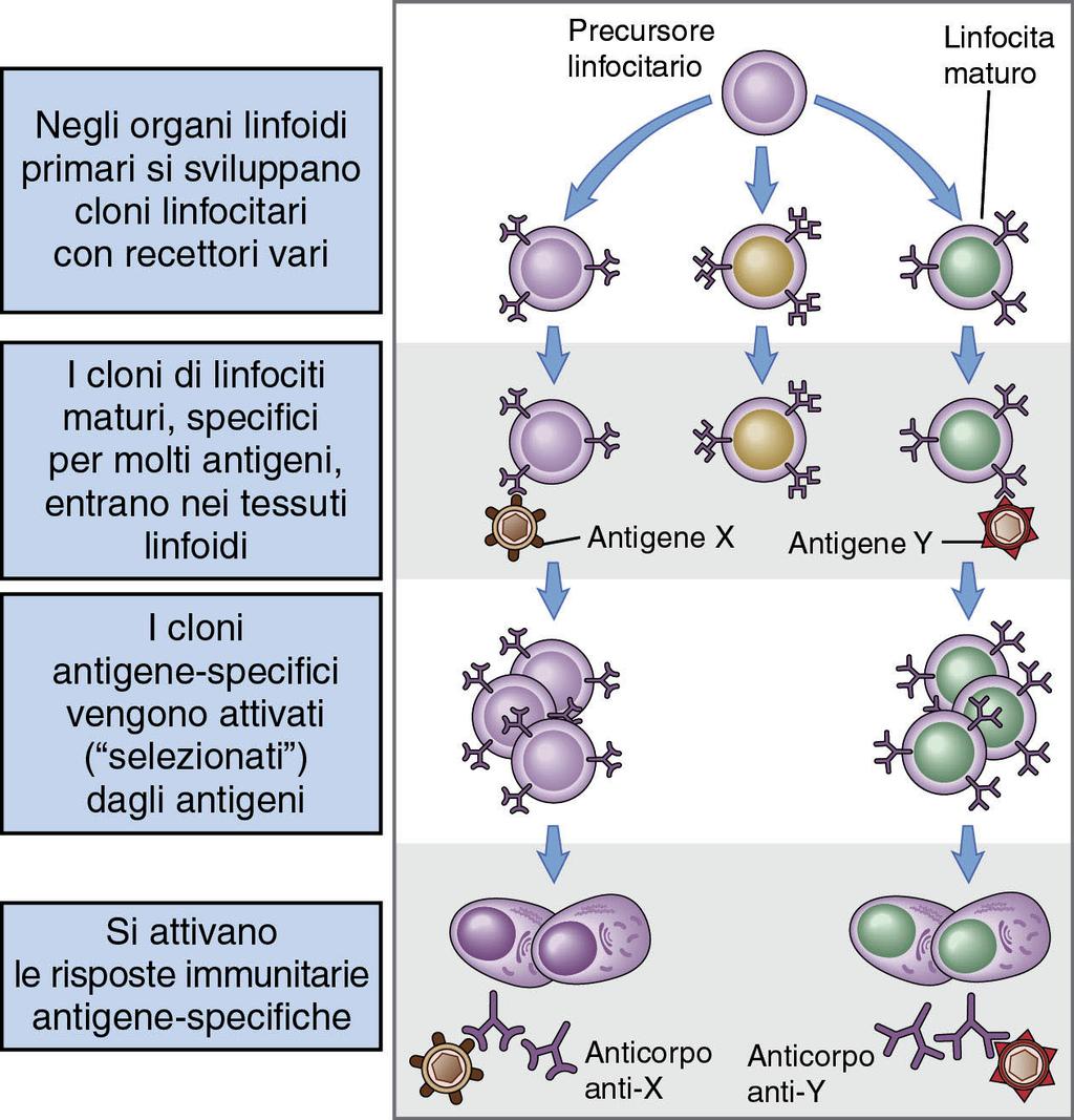 Anticorpi: Specificità, Diversità, Espansione Specificità: 1 linfocita B (clone) 1 recettore 1 antigene