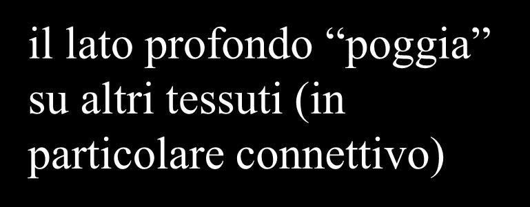 esterno il lato profondo poggia su