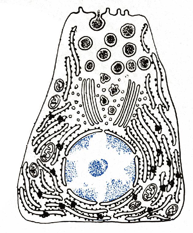 Polarità di una tipica cellula cilindrica Superficie libera provvista di microvilli o ciglia Golgi vicino al nucleo Nucleo vicino alla