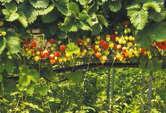 FR-LA 13V MISCELA SPECIALE PER FRAGOLA IN FUORI SUOLO CARATTERISTICHE GENERALI Substrato con struttura medio-grossa ricco di torba bionda in pezzi, torba irlandese e fibra di cocco.