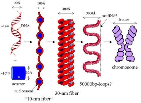 Il processo di replicazione del DNA nei procarioti e negli eucarioti è molto simile, ma nelle cellule eucariote la quantità di DNA è maggiore ed è organizzato