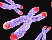 Il telomero è la regione terminale del cromosoma, composta di DNA altamente ripetuto, che non codifica per alcun prodotto proteico.