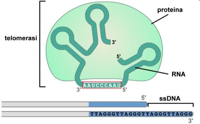 SEQUENZA DI RNA COMPLEMENTARE