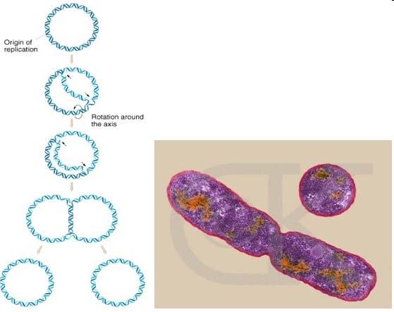 REPLICAZIONE SEMICONSERVATIVA È il processo attraverso il quale da una molecola madre si formano due molecole figlie ciascuna formata da un elica vecchia e un elica nuova.