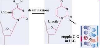 Deaminazione della citosina La deaminazione ossidativa spontanea della citosina determina la formazione di uracile, con rilascio di ione ammonio.