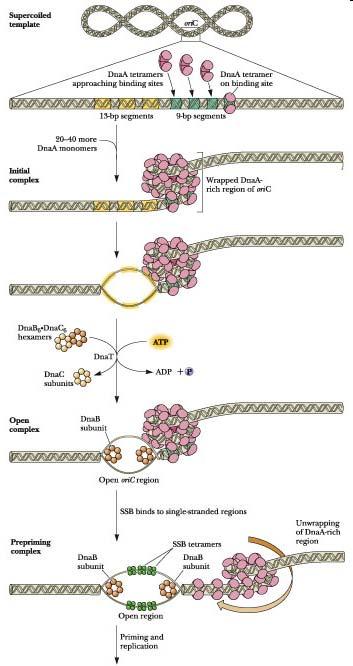 REPLICAZIONE DNA PROCARIOTICO 1 ORIGINE DI REPLICAZIONE PROCESSO BIDIREZIONALE CI SONO 2 FORCELLE DI REPLICAZIONE CHE SI MUOVONO IN VERSI OPPOSTI E CHE AL TERMINE DEL PROCESSO SI INCONTRANO L'origine