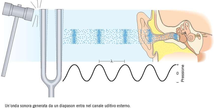 sistema uditivo suono: sensazione soggettiva dovuta all attivazione del sistema uditivo in risposta alla vibrazione di un mezzo elastico la