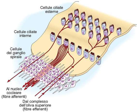 amplificazione cocleare le cellule interne sono 1/5 delle cellule ciliate ma si connettono