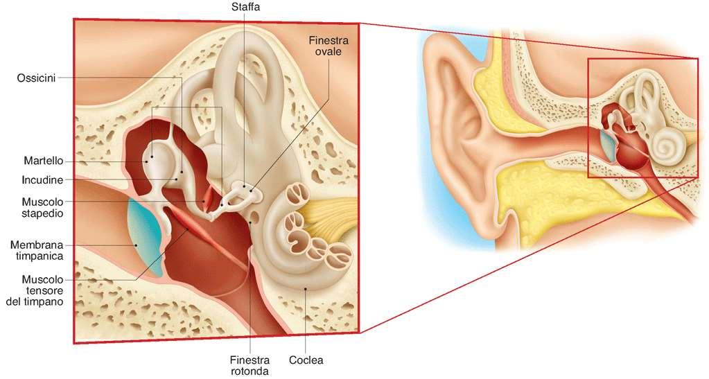 orecchio esterno e orecchio medio il timbro è determinato