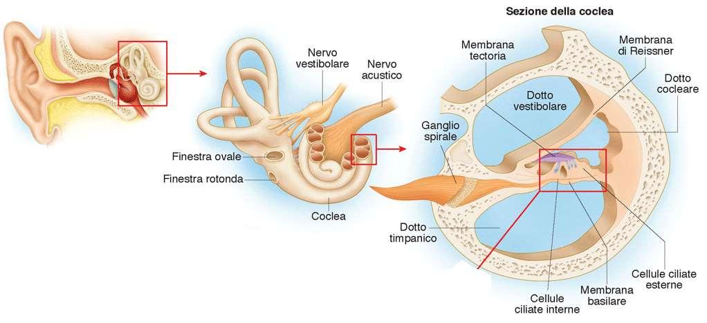 orecchio interno coclea e vestibolo: parti ossee esterne, parti membranose interne coclea: struttura ossea a spirale avvolta intorno al modiolo (conico); il