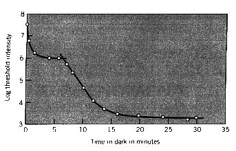 Misure delle funzioni visive Dark e Light Adaptation La soglia assoluta rappresenta la minima intensità di luce percepibile (per i bastoncelli è dell ordine di pochi fotoni).