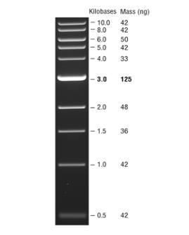 corrispondente al marcatore di pesi molecolare aggiungere 1µL del Marker 1Kbp DNA Ladder (BioLabs), 9µL di acqua sterile e 2µL di Loading Dye 6X; posizionare la vaschetta per l elettroforesi su un