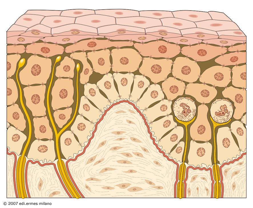 Cellule epiteliali