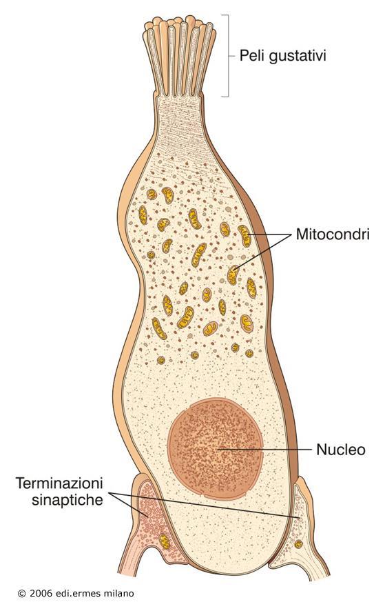 epidermide: CELLULE DI