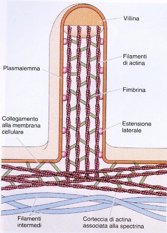 cellula vi è una rete