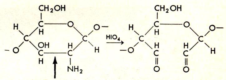 Colorazione PAS (periodic acid-schiff) fucsina basica + H 2 SO 4 PAS positivi: