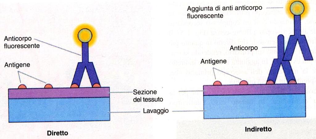 Immunoistochimica