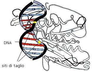 Enzimi di Restrizione Tutti gli enzimi di restrizione riconoscono una sequenza palindromica, che si legge allo stesso modo in una direzione su un filamento e nell altra nell altro filamento.