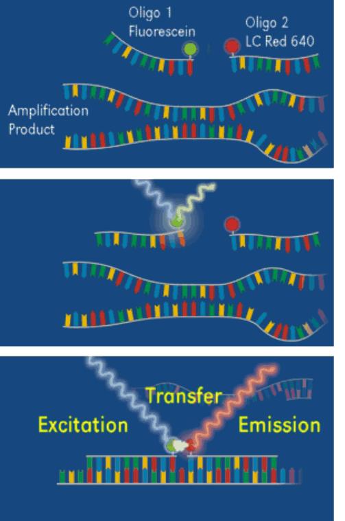 Sonde FRET (Fluorescence Resonance Energy Transfer) Esse sono simili alle sonde TaqMan,, infatti si legano al DNA bersaglio e vengono idrolizzate; ci sono però due sonde ognuna marcata con un solo