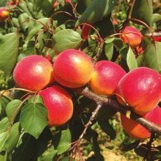 Frutto di forma ellittica, con calibro AA dal gusto buono, equilibrato e profumato. Buccia di colore arancio forte, blush da 50%.